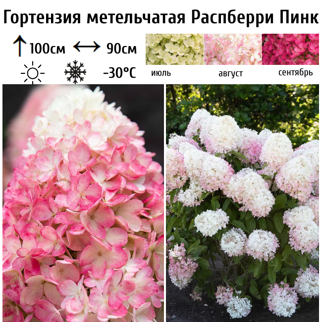 Основное изображение товара