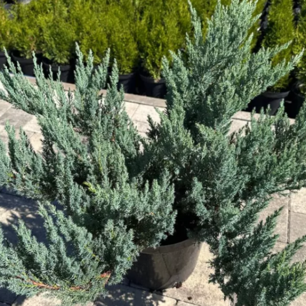 Основное изображение товара