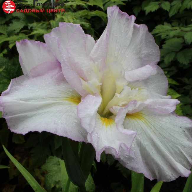 Основное изображение товара