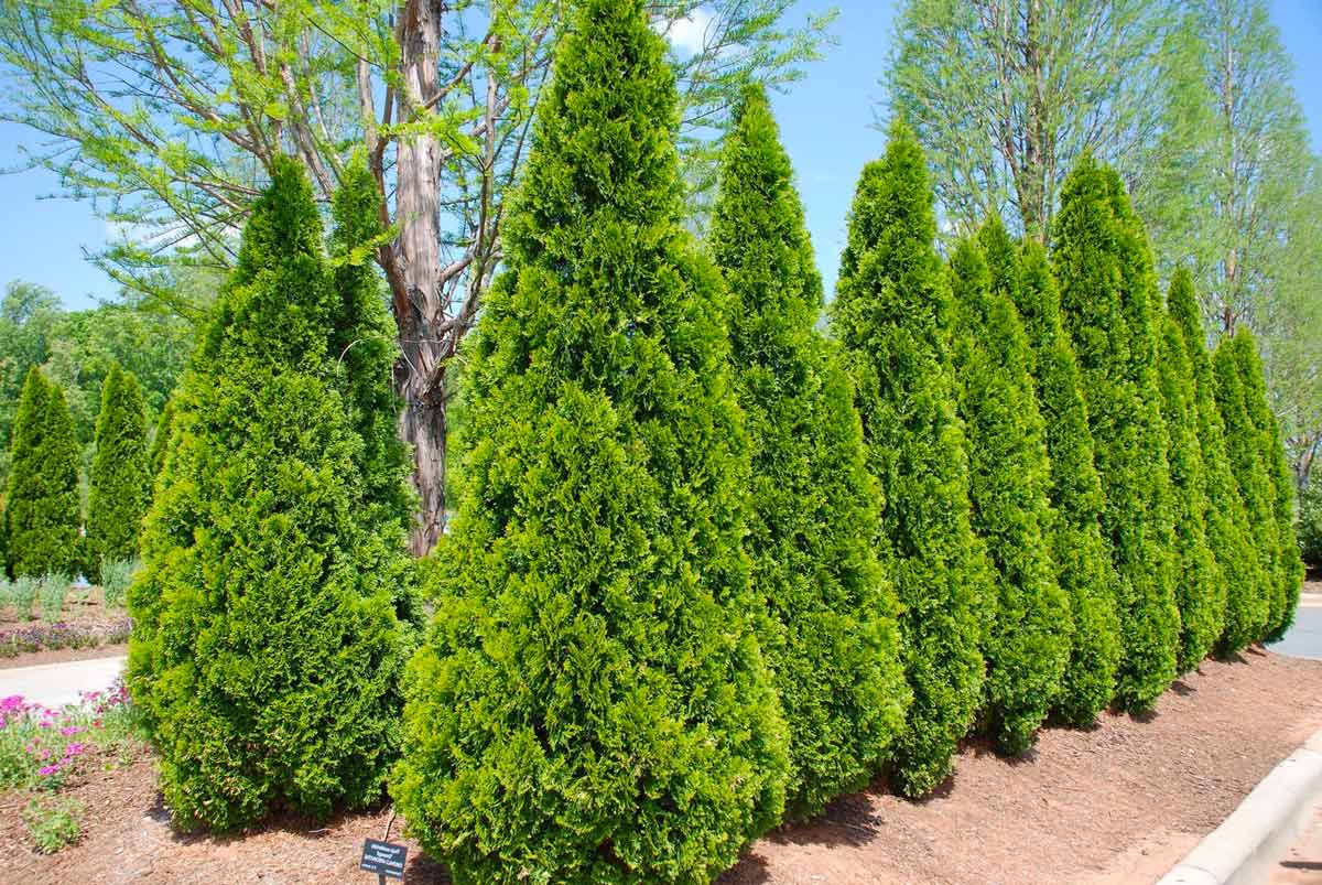 Майские посадки сада: обзор хвойные Майские посадки сада: обзор хвойные