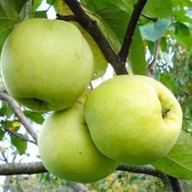 Яблоня Антоновка (зимний сорт)