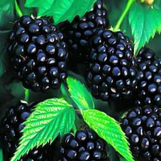 Ежевика Трипл Краун