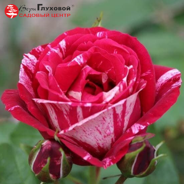 Основное изображение товара