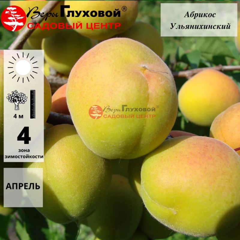 Рисунок 12.jpg