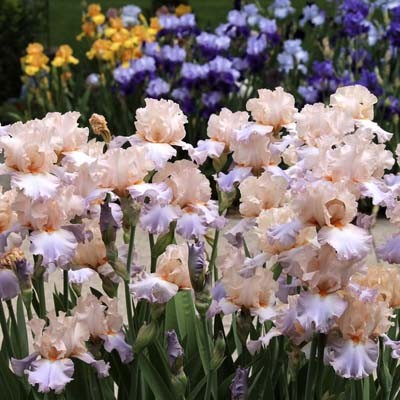 Описание Ириса Селебрейшен Сонг Описание Ириса Селебрейшен Сонг