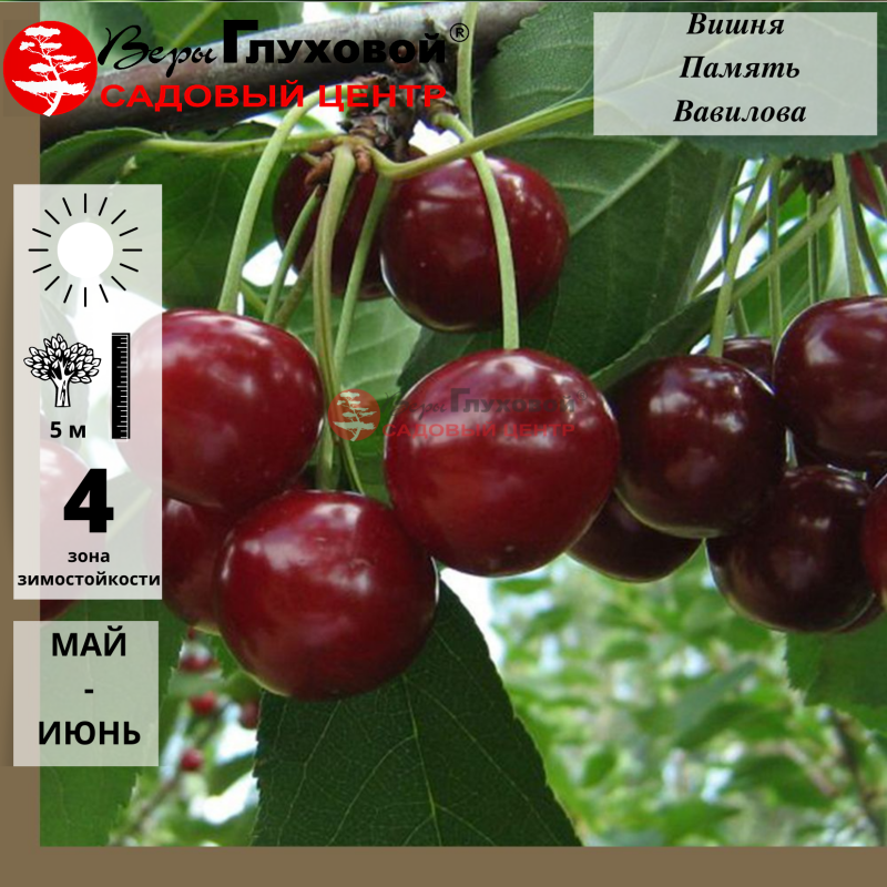 Основное изображение товара