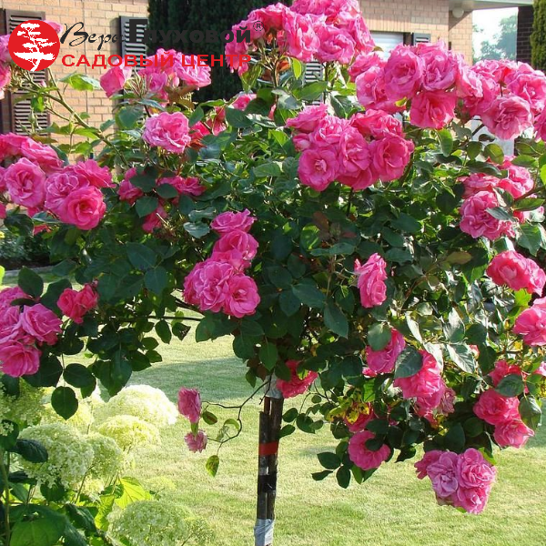 Основное изображение товара