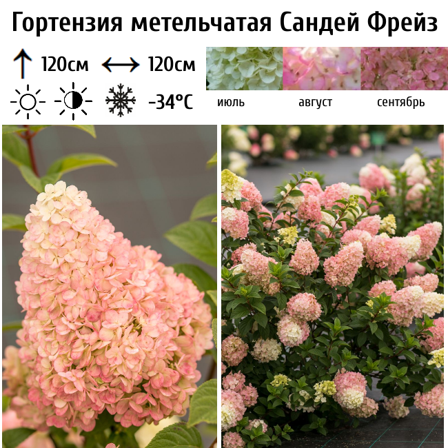 Основное изображение товара