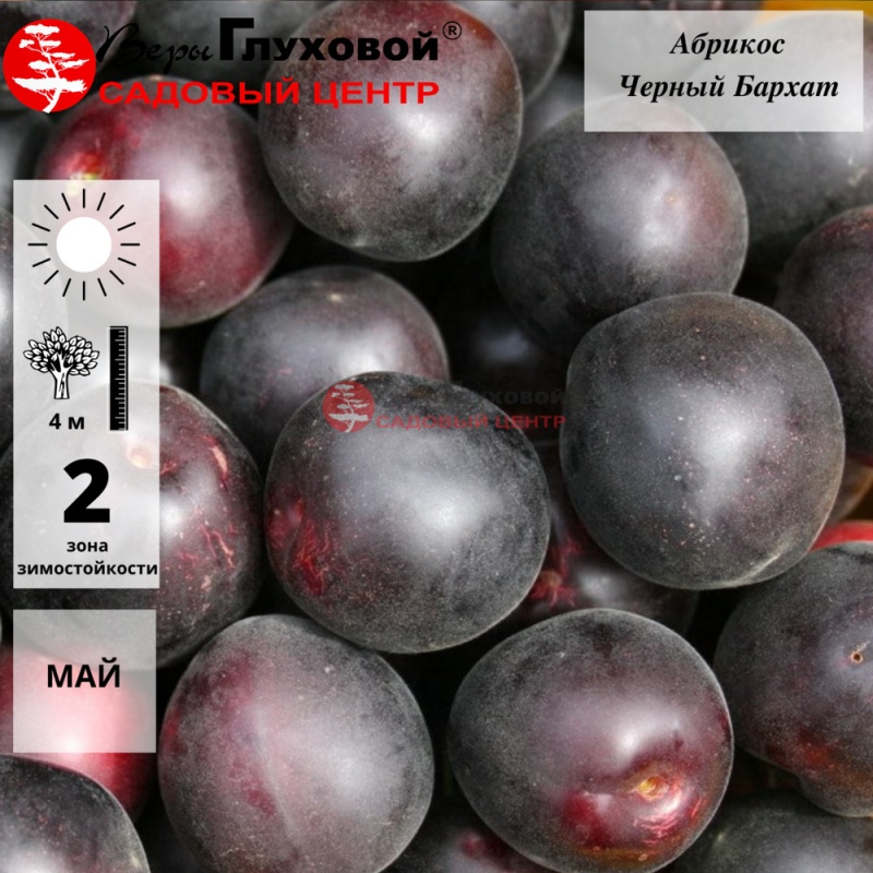Абрикос Черный Бархат  (летний сорт) С4