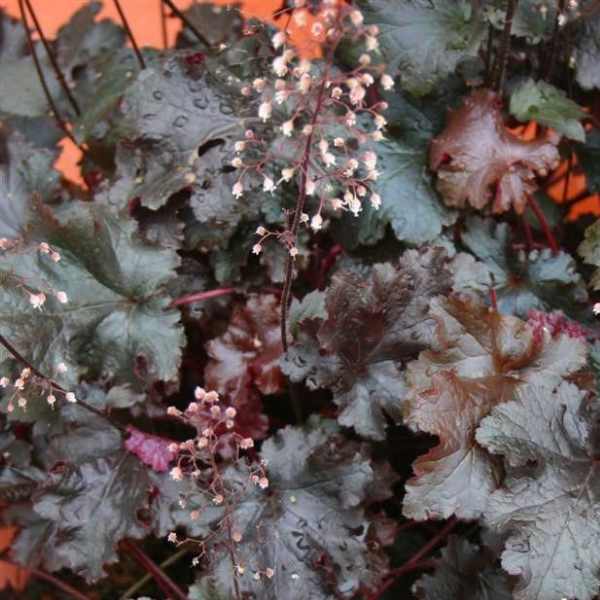 Основное изображение товара