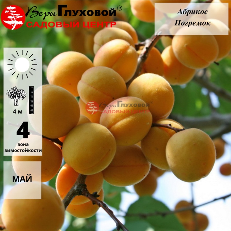 Абрикос Пикантный (среднепоздний сорт)