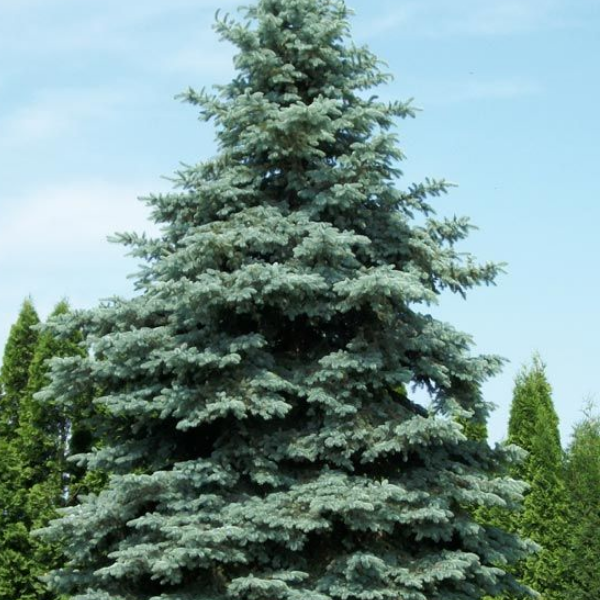 Основное изображение товара