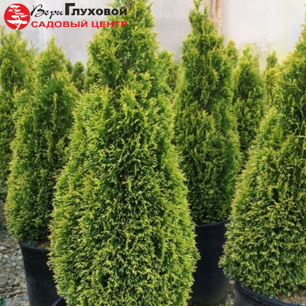 Основное изображение товара