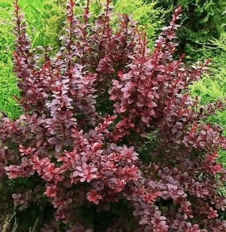 Барбарис Тунберга «Атропурпуреа» Berberis thunbergii «Atropurpurea»