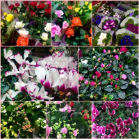 Новое поступление цветов