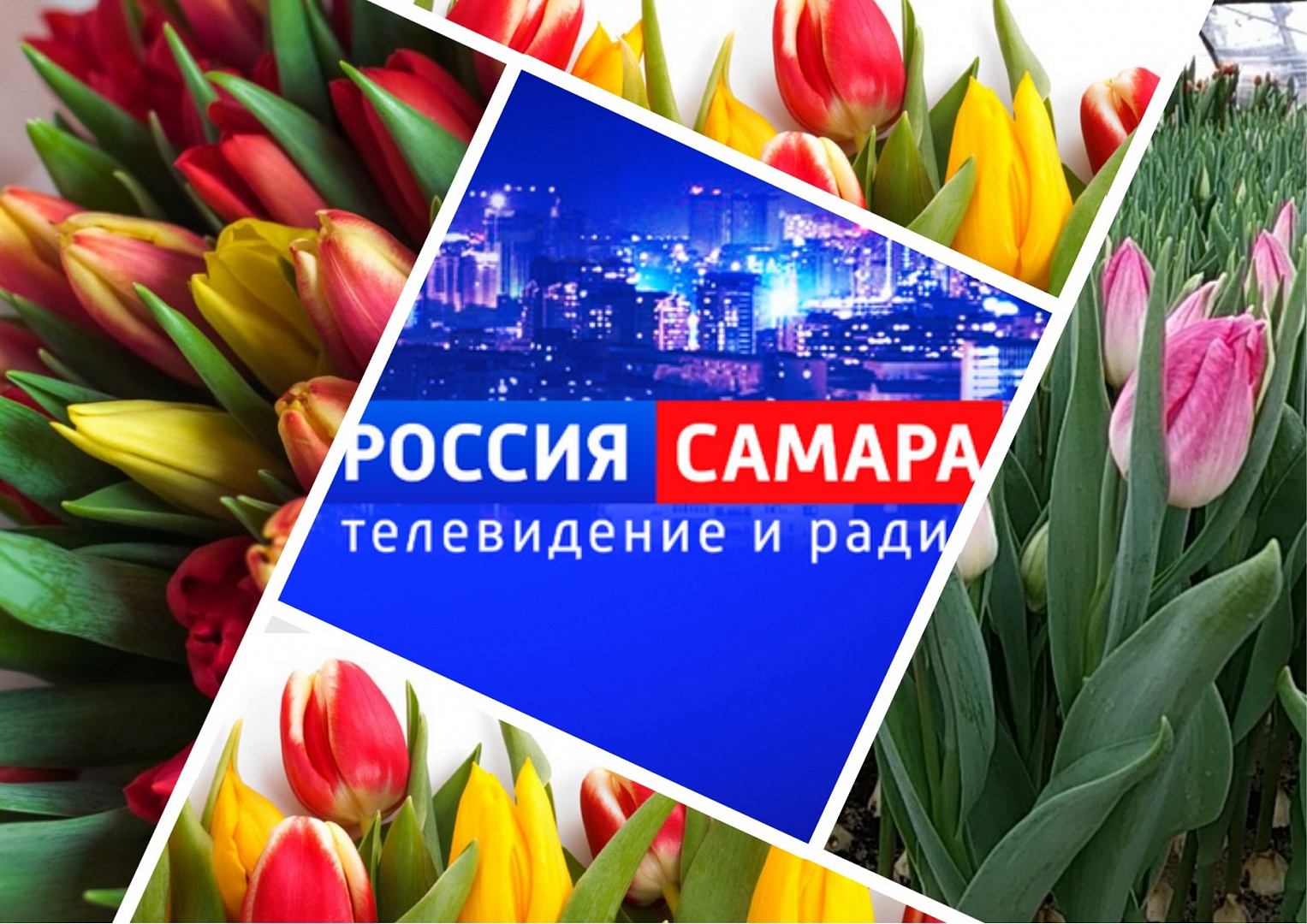 Анонс передач о тюльпанах на Россия-1 Анонс передач о тюльпанах на Россия-1