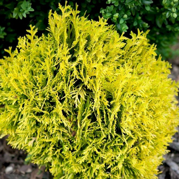 Туя западная Даника Аурея