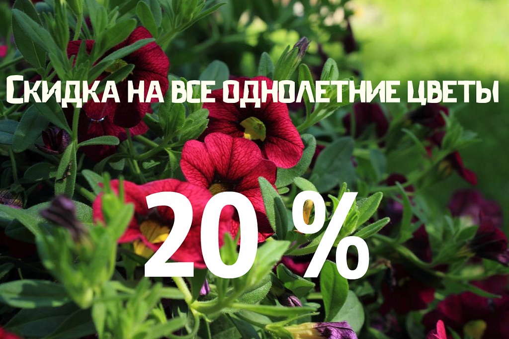 Скидка на однолетние цветы 20 % Скидка на однолетние цветы 20 %