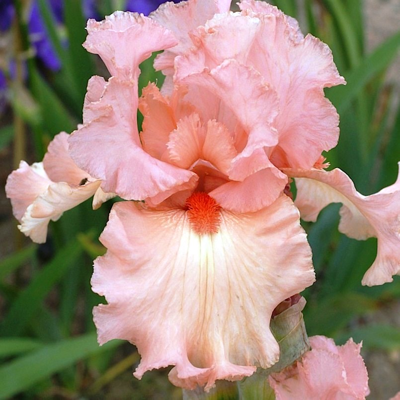 Ирис бородатый Succès Fou Ирис бородатый Succès Fou