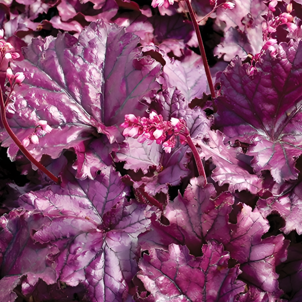 Основное изображение товара