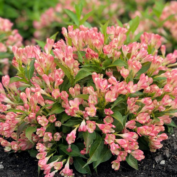 Основное изображение товара