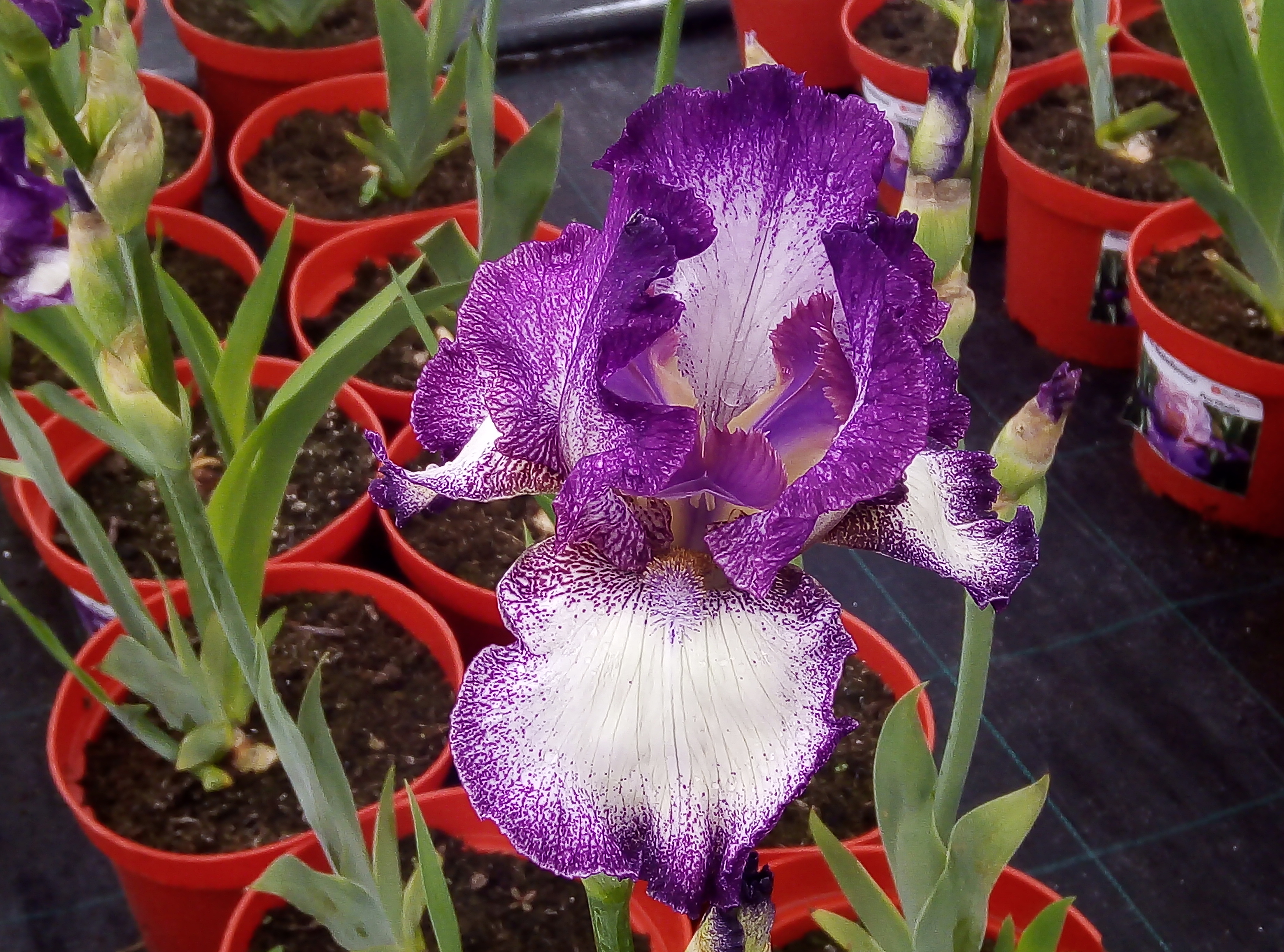 Зацвели бородатые ирисы Зацвели бородатые ирисы