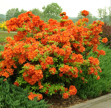 Основное изображение товара