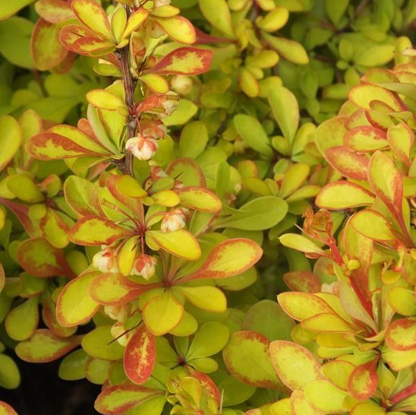 Основное изображение товара