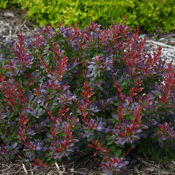 Основное изображение товара