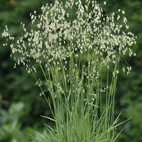 Основное изображение товара