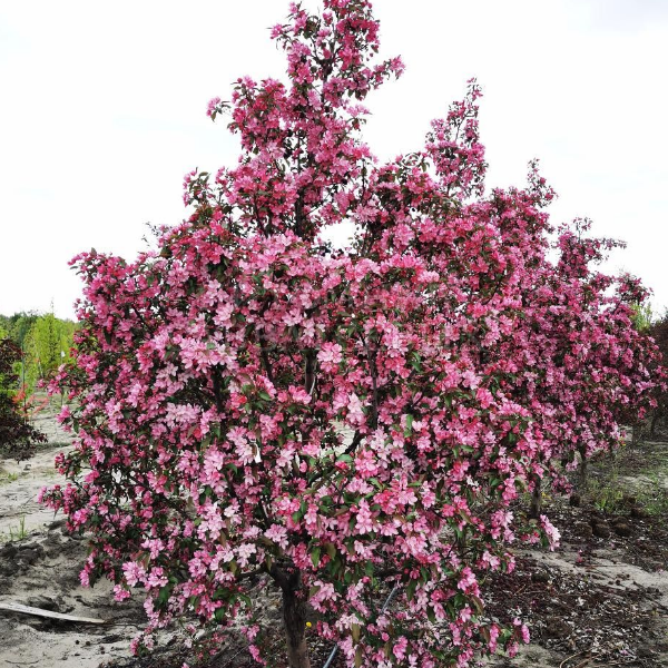 Основное изображение товара