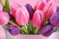 Приглашаем за красивыми свежими тюльпанами собственного производства в Садовый центр Веры Глуховой.