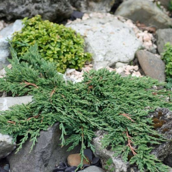 Основное изображение товара