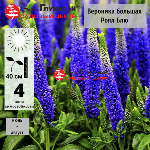 Основное изображение товара