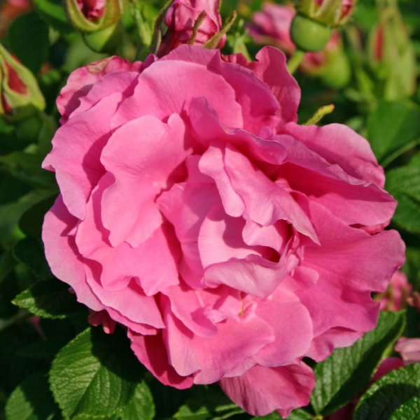 Роза Ругоза Romantic Roadrunner
