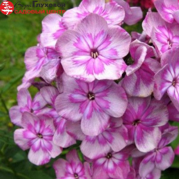 Флокс метельчатый Мэджик Блю