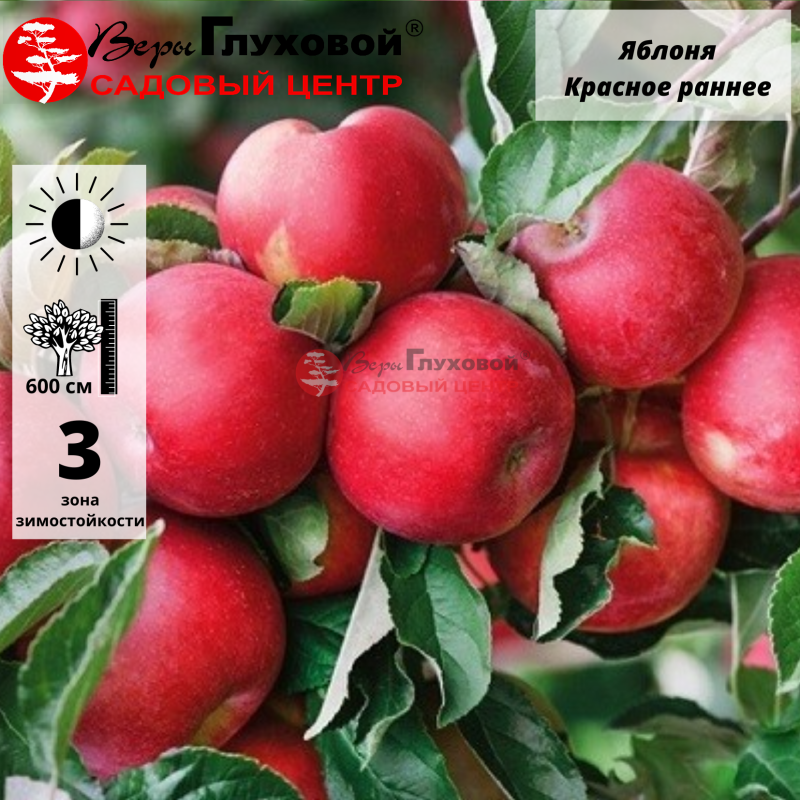 Яблоня Красное раннее (раннелетний сорт)