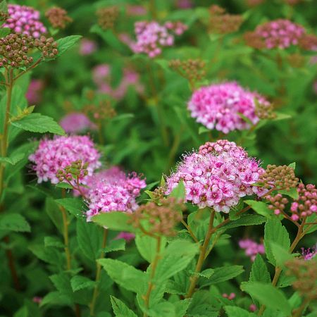 Спирея японская «Литл Принцес» Spiraea japonica «Little Princess»