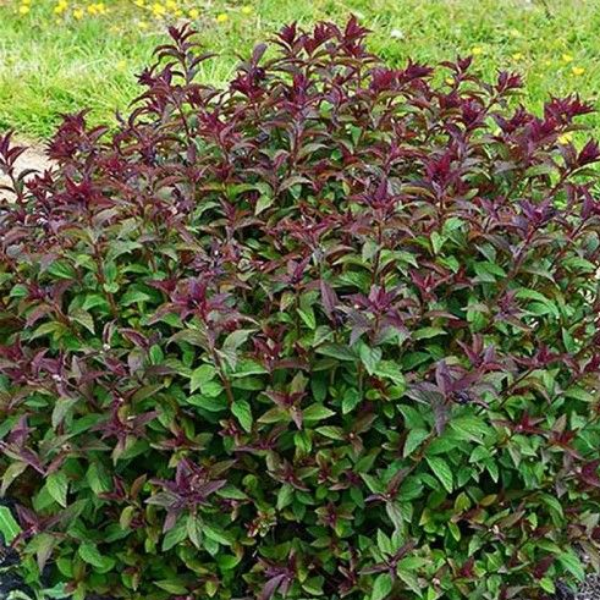 Спирея японская Мерло Грин