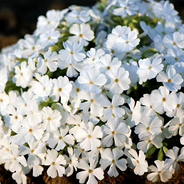 Основное изображение товара