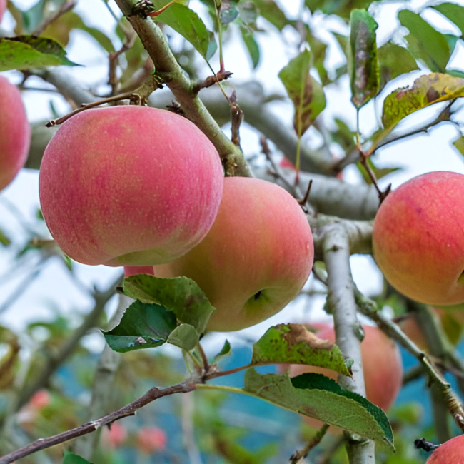 Яблоня Штрейфлинг