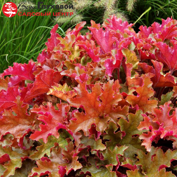 Гейхера Мармелад