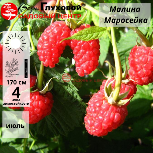 Основное изображение товара