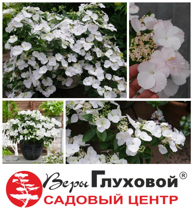 Новая гортензия «Runaway Bride» Новая гортензия «Runaway Bride»