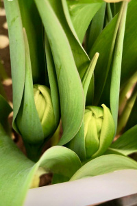 Тюльпаны скоро в продаже