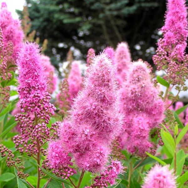 Основное изображение товара