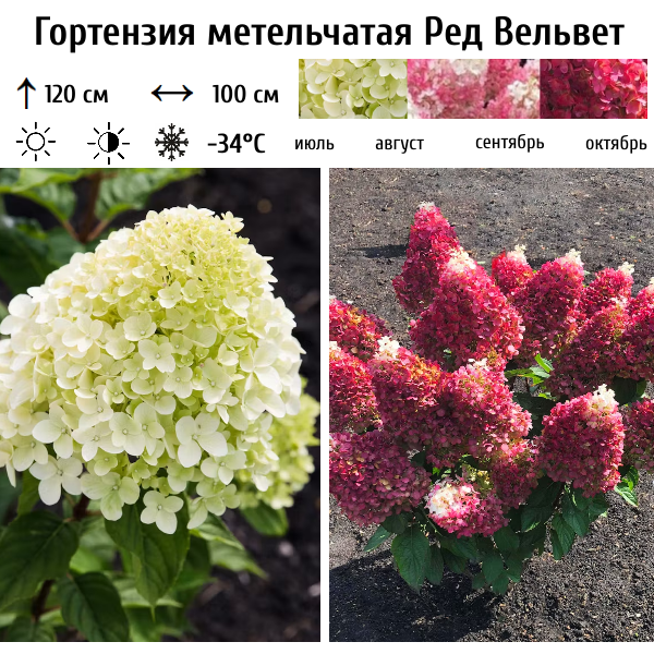 Основное изображение товара