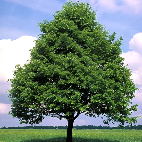 Основное изображение товара