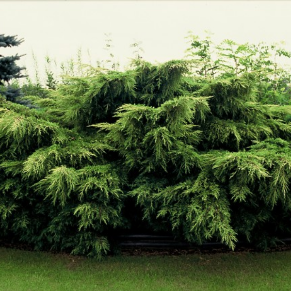 Основное изображение товара