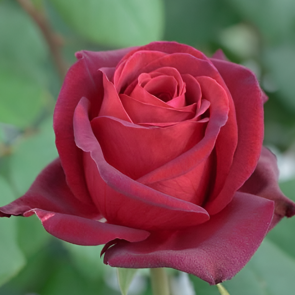 Основное изображение товара